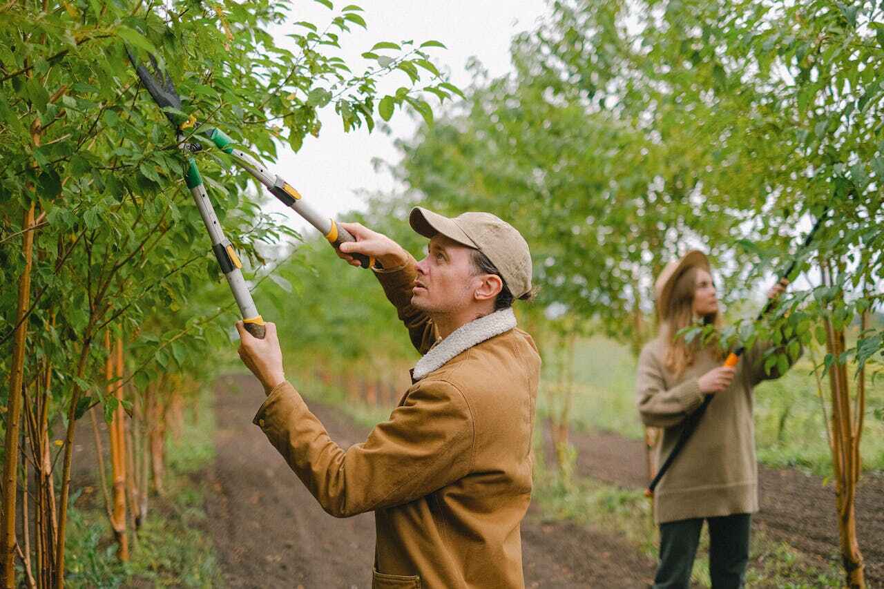 Reliable Mission Bend, TX Tree Service Solutions